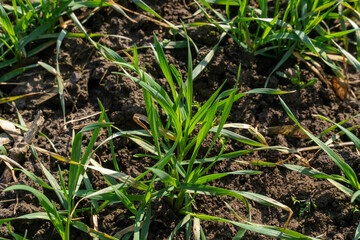 Lush green grass thrives in fertile soil under the warm sun, showcasing vibrant life in a rural environment during the spring season