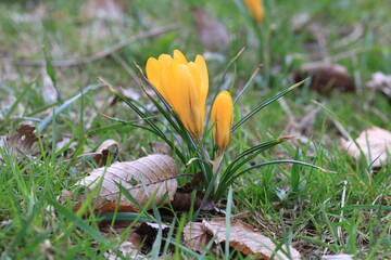 crocus