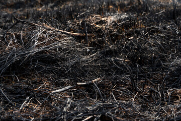 Ground covered in blackened plant matter and ash reveals the severe impact of a recent wildfire in a forested area during daylight hours