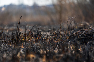 After a recent wildfire, burnt vegetation peaks through the scorched earth, showcasing nature's...