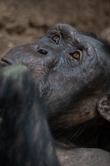 Obraz premium Portrait of a common chimpanzee monkey. 