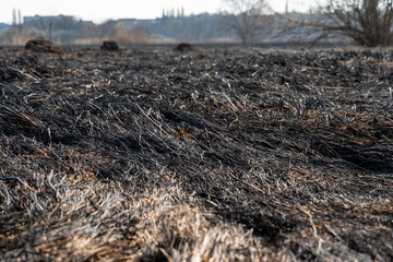 A vast area of blackened earth reveals the aftermath of a wildfire, with remnants of charred grass and sparse vegetation under a clear blue sky