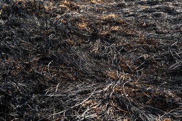 Blackened earth and burnt vegetation tell the story of a recent wildfire in arid grasslands, revealing the harsh impact of fire on the environment