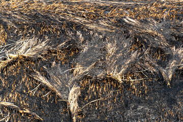 The ground showcases blackened vegetation and scorched earth after a wildfire swept through the area, highlighting the impact on the local ecosystem