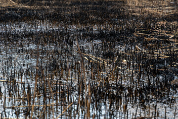 After a recent wildfire, the landscape reveals charred remains of vegetation contrasted against the wet soil, illustrating the impact of the blaze in early spring