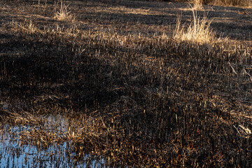 Charred earth and new plant growth reveal the aftermath of wildfires, with patches of water...