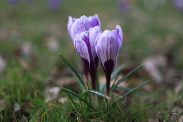 crocus
