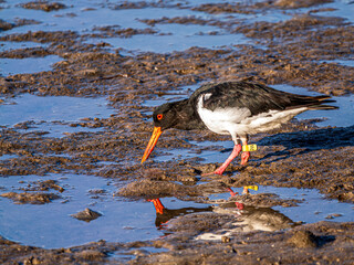 Banded Pied Oystercatcher Left Side