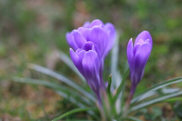 crocus