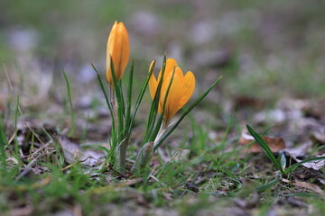 crocus