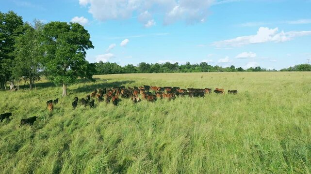 Aerial of livestock running in a rural plot of land in the countryside