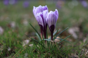 crocus