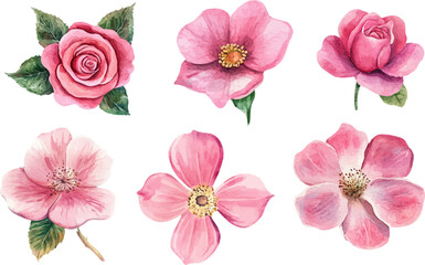 Botanical Watercolor Pink Rose Clipart