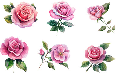 Floral Watercolor Pink Rose Clipart