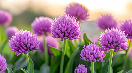 Clusters Of Purple Allium Flowers Under Sunlight