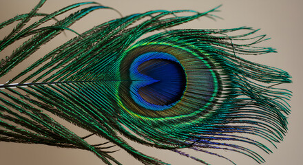 Fototapeta premium Intricate iridescence: Detailed close-up of a vibrant peacock feather structure