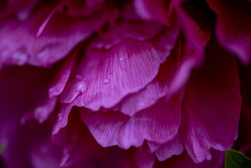 The peony or paeony. pink flowers in garden.