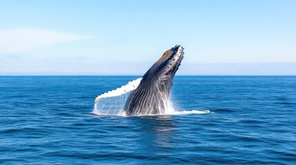 Fototapeta premium Majestic humpback whale breaching the ocean surface