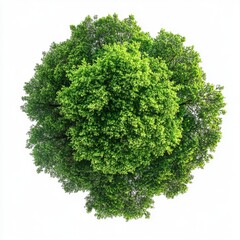 Fototapeta premium White background Lush green tree top view 