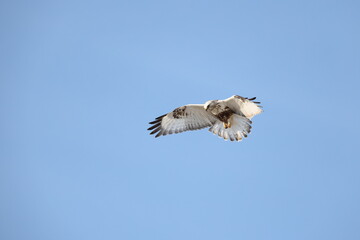 The rough-legged buzzard (Europe) or rough-legged hawk (North America) (Buteo lagopus menzbieri) in Hokkaido, Japan.