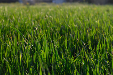 Serenity of a sunlit meadow captured in the golden hour as blades of grass sway gently in the breeze amidst a peaceful rural setting