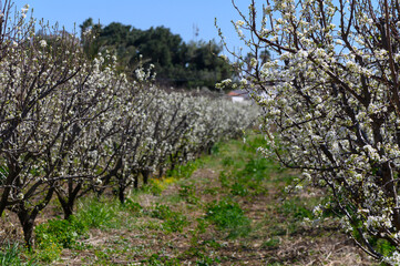 Blossoming orchard under a clear blue sky invites nature lovers to explore its vibrant beauty