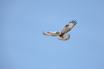 The rough-legged buzzard (Europe) or rough-legged hawk (North America) (Buteo lagopus menzbieri) in Hokkaido, Japan.
