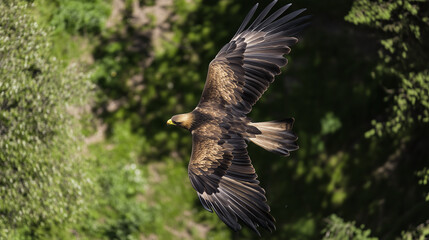 Obraz premium High-angle, close-up view of a golden eagle in flight. The eagle is sharply in focus against a blurred background of lush green foliage. The image exhibits a shallow depth of field, emphasizing the