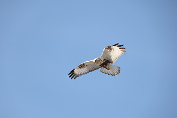The rough-legged buzzard (Europe) or rough-legged hawk (North America) (Buteo lagopus menzbieri) in Hokkaido, Japan.