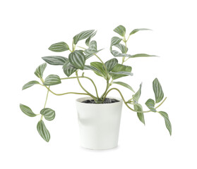 Artificial houseplant on white background