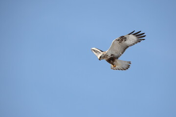 The rough-legged buzzard (Europe) or rough-legged hawk (North America) (Buteo lagopus menzbieri) in Hokkaido, Japan.
