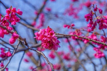 青空バックに咲く満開のカンヒザクラ