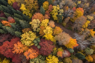 colorful autumn leaves