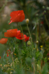 Obraz premium Vibrant red poppies dance in a gentle breeze across a lush garden during a sunny afternoon