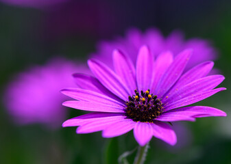 Fototapeta premium Vibrant purple flower captures sunlight in a serene garden, showcasing nature's artistry during spring's bloom