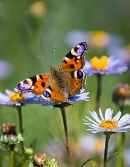 Obraz premium Butterflies on Wildflowers Spreading Wings in the Warmth of a Summer Day