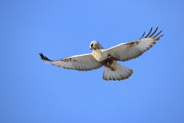 The rough-legged buzzard (Europe) or rough-legged hawk (North America) (Buteo lagopus menzbieri) in...