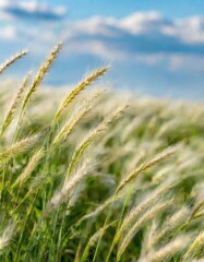 Fototapeta premium Grass Blades Swaying Softly in Breezes Across an Open Rolling Plain