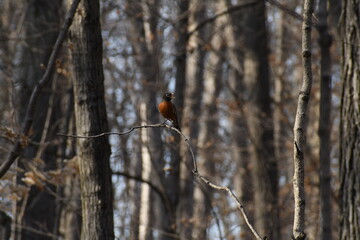 Robin in the Woods