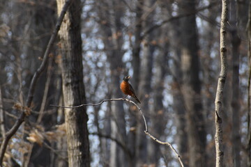 Robin in the Woods