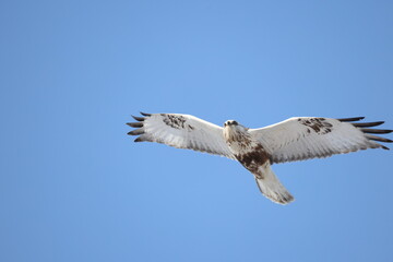 The rough-legged buzzard (Europe) or rough-legged hawk (North America) (Buteo lagopus menzbieri) in Hokkaido, Japan.