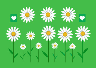 daisies on green background