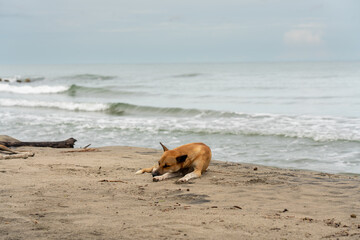 Dog resting in the sand on the shore of a beach in Colombia.