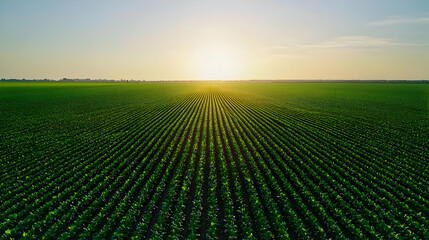 Aerial View Of Lush Green Crops Field At Sunset