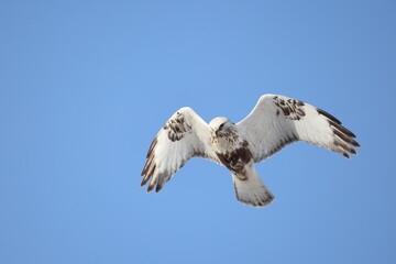The rough-legged buzzard (Europe) or rough-legged hawk (North America) (Buteo lagopus menzbieri) in Hokkaido, Japan.
