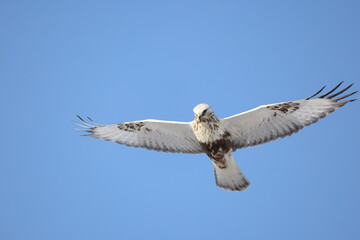 The rough-legged buzzard (Europe) or rough-legged hawk (North America) (Buteo lagopus menzbieri) in Hokkaido, Japan.
