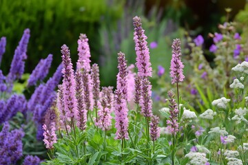 Obraz premium Agastache Plants Blossom Floral Display in Garden Flower Bed, Vibrant Lavender Blooms