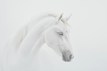 Obraz premium A side profile of a white horse with a soft mane, captured against a minimalistic white background