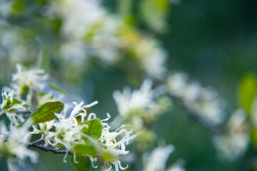 branch of a cherry tree in spring