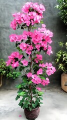 Fototapeta premium Vibrant Pink Bougainvillea Plant with Green Leaves in Brown Wicker Pot Details